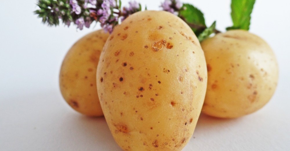 ziemniak czy kartofel